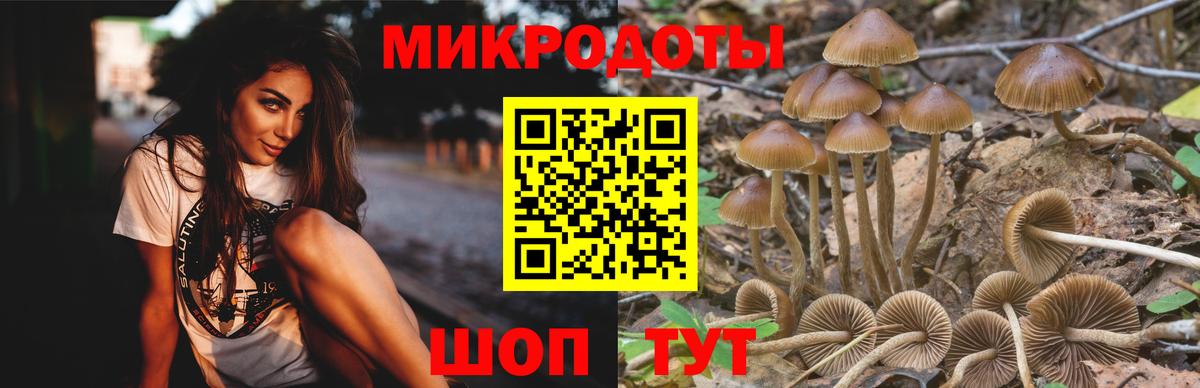 Псилоцибиновые грибы Cubensis  Вход с VPN  Советск 